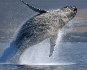 Jumping-Humpback-Whale-creative-commons-e1363537128157